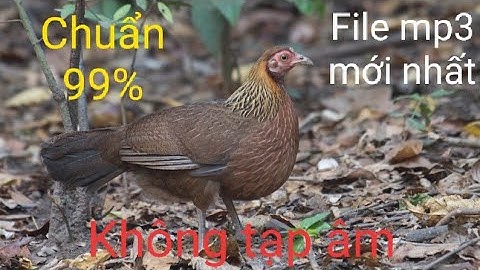 Gà mái rừng kêu trống mới nhất 2020, chuẩn 99%