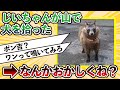 【2ch動物スレ】じいちゃんが山で犬を拾ったと言い張るけど、なんかおかしくね？