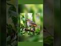 Bird Masking  in 1 minute