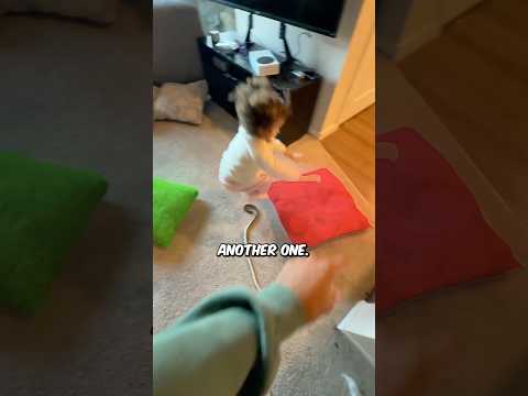 Violets First Obstacle Course! π₯