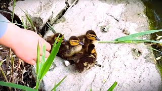 Bravo! Eight Ducklings