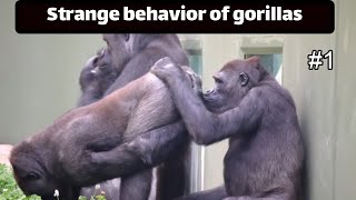 Strange behavior of gorillas by Animal Explorer 245 views 11 months ago 1 minute, 52 seconds
