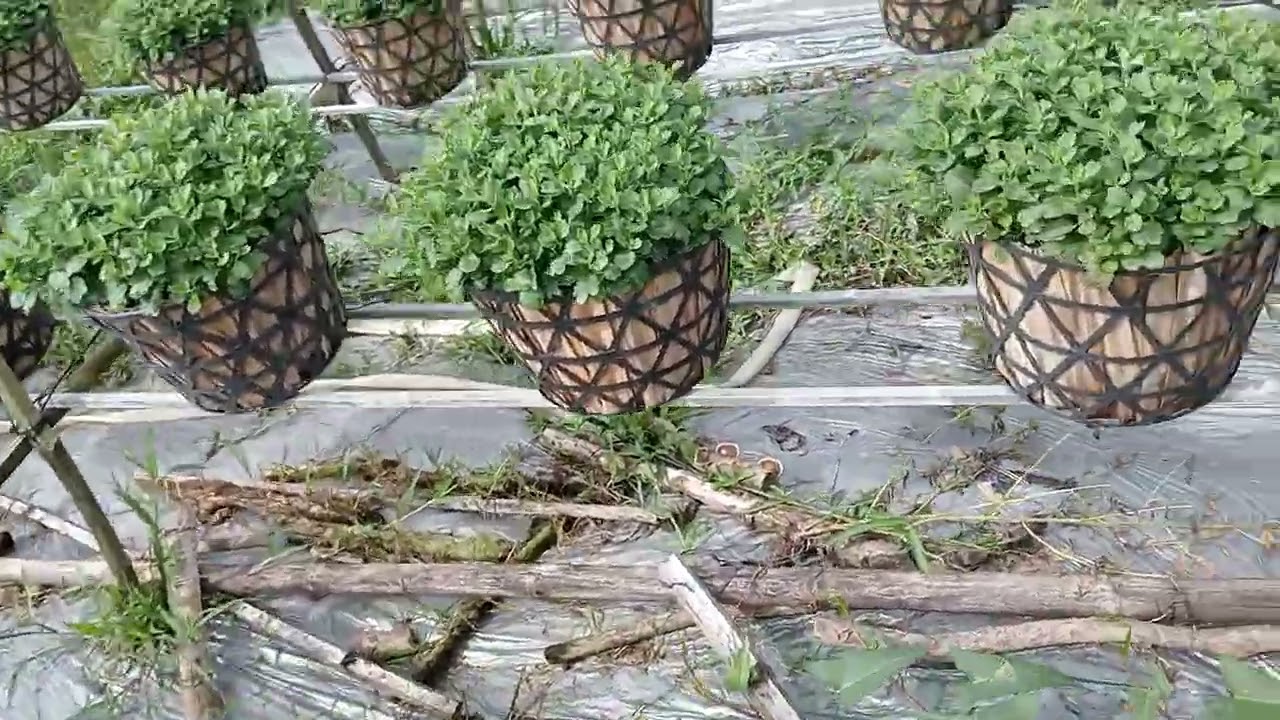 Cơi cúc mâm xôi bằng kéo sau 10 ngày cơi,14/8 âm lịch.#cucmamxoi #cucmamxoitet2026