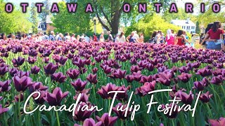 Canadian Tulip Festival ||  Ottawa Ontario  ||  4K Walking Tour  ||  2024