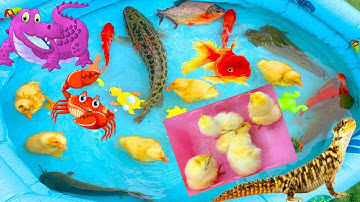 kem kem tivi bắt cá vàng, cá trê, cá chuối, con tắc kè, gà con, giả cứu vịt con khỏi đàn ca sấu giữ