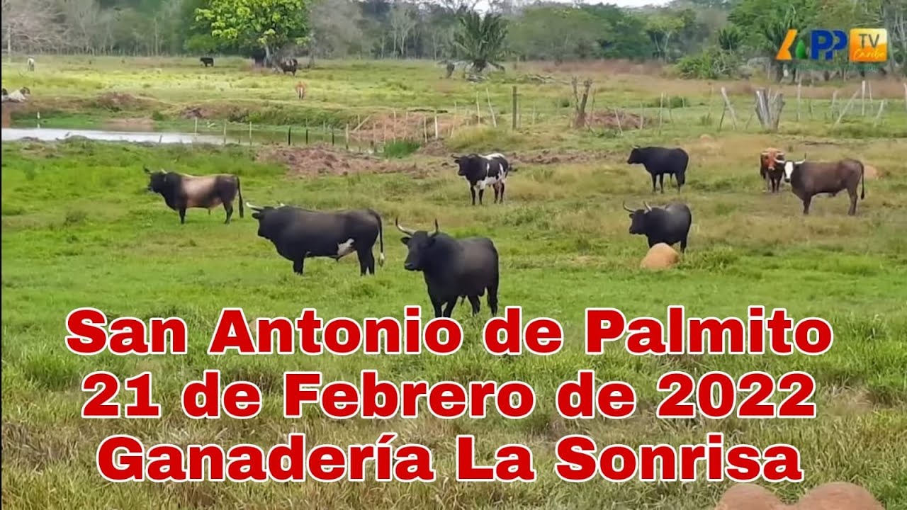 TOROS PARA SAN ANTONIO DE PALMITO 2022| GANADERÍA LA SONRISA|   CARLOS COGOLLO E HIJOS #torosbravos