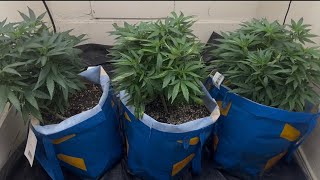 Weed butter and grow update. Humboldt seeds Cali octain 