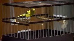 Kontes Kenari Rusia Suara Unik dan Keren  - Durasi: 8:21. 