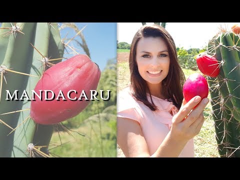 MANDACARU | Madame das Frutas - thptnganamst.edu.vn