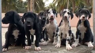 Top quality Dane puppies available near Bengaluru 8105587617❤