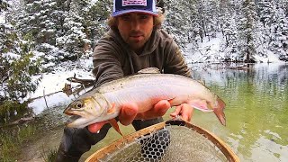 Catch & Cook BROOK TROUT Tacos!! (Fly Fishing)