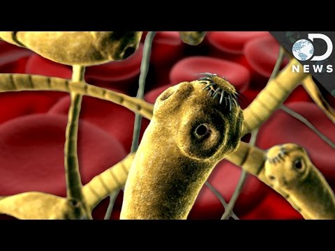 Video: Prevention Of Parasites In The Human Body