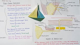 PAROTID DUCT / STENSON'S DUCT