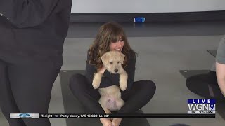 Around Town - Puppy Yoga