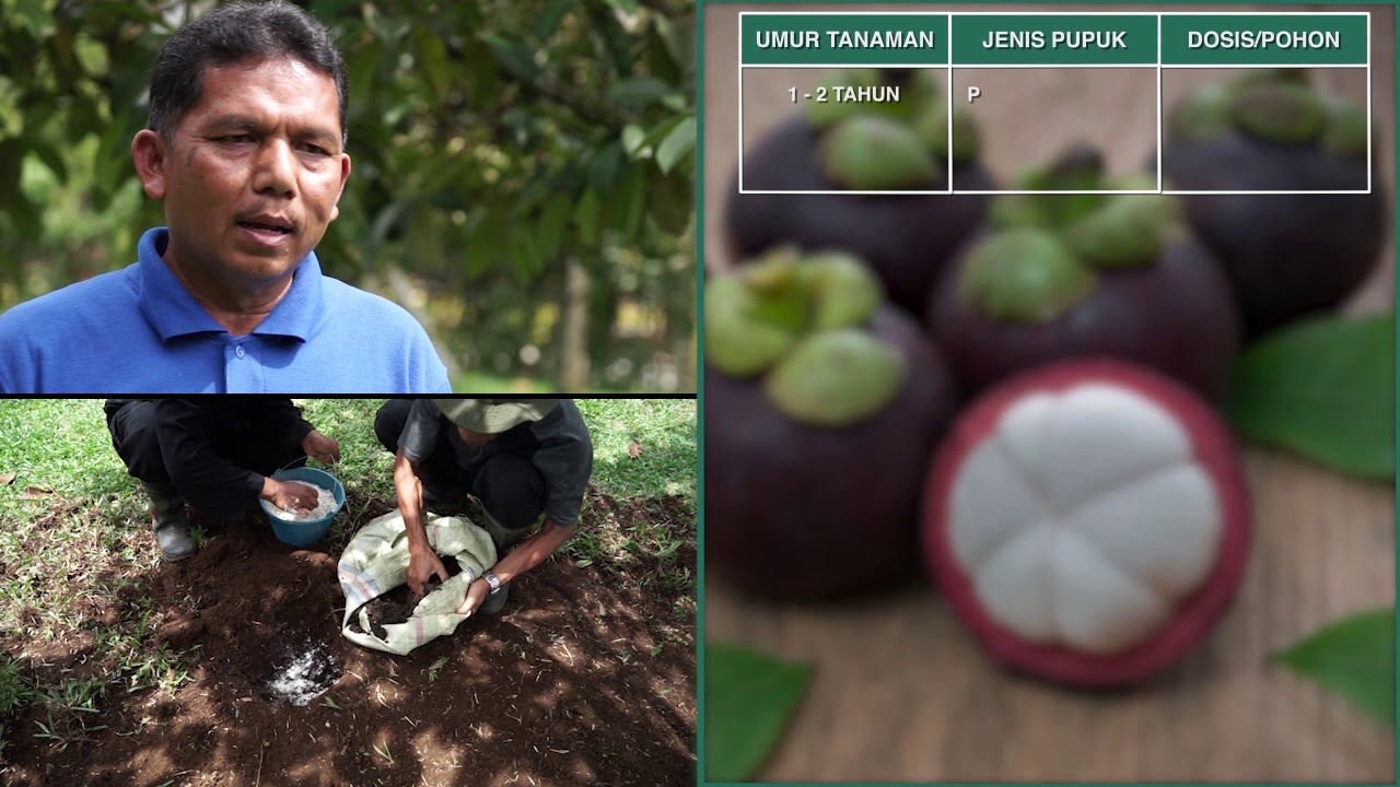 JURUS JITU BUDIDAYA MANGGIS AGAR MENGHASILKAN BUAH YANG BERKUALITAS
