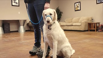 How to Condition a Dog to the K9 Lifeline Transitional Leash
