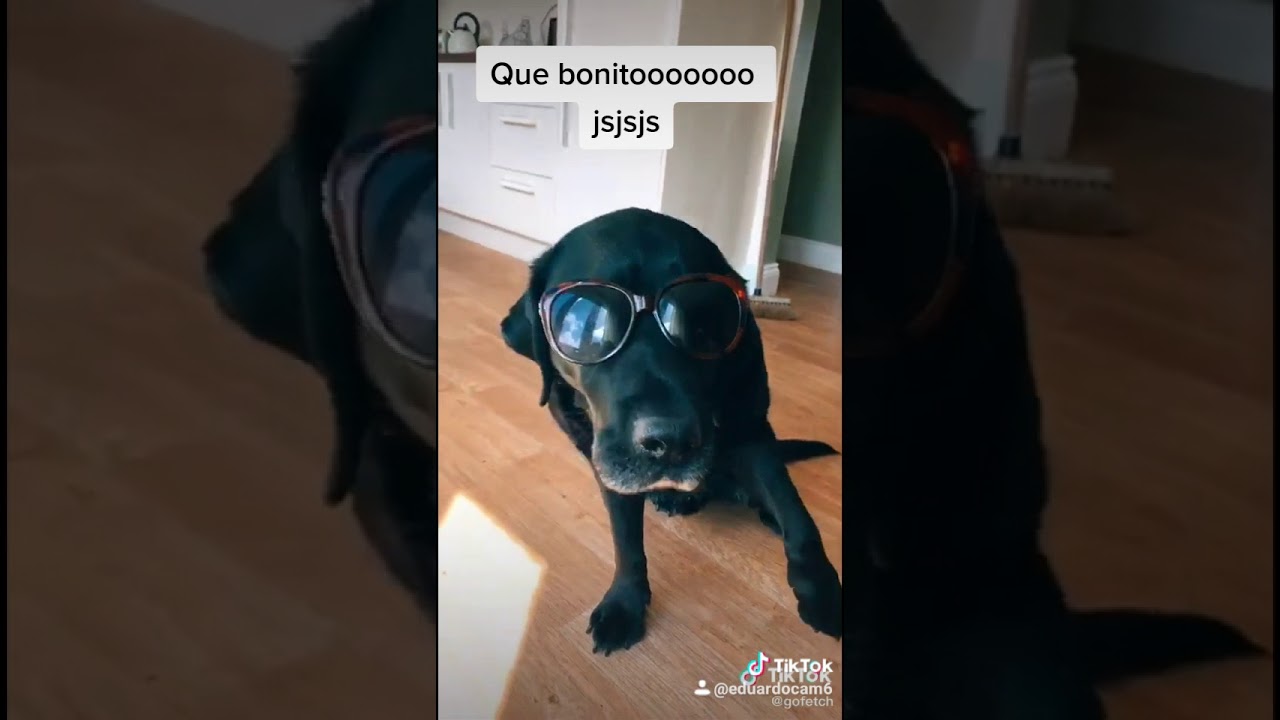 Perro perron bailando xd - YouTube