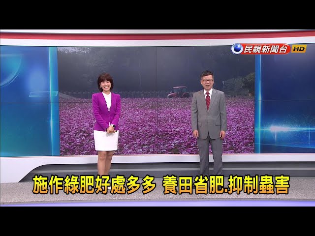 2023/11/10 【早安嘉芬】施作綠肥好處多多 養田省肥、抑制蟲害－民視新聞