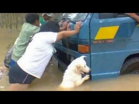 UNBELIEVABLE and UNEXPECTED MOMENTS with FUNNY ANIMALS!