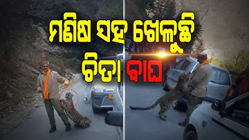 Leopard were seen playing with people | In Kullu, Himachal Pradesh | Viral video | ONN TV