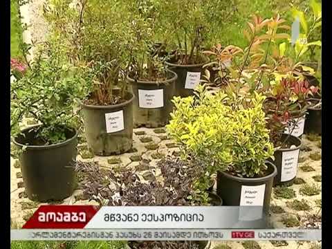 ბოტანიკურ ბაღში „გრინ ექსპო 2019“ იმართება