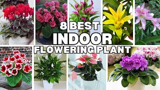 Best Indoor Flowering Plants with identification |Indoor Flower plant |Swaroopa Diaries News