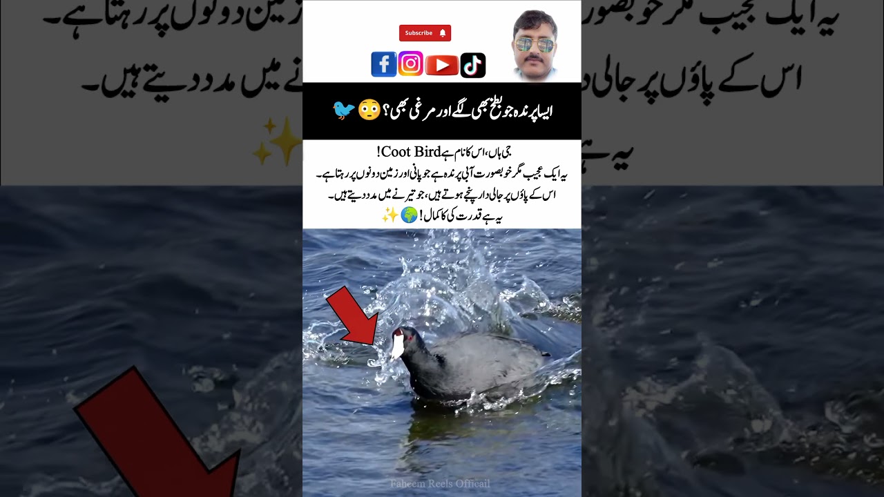 Coot Bird🐦 – Amazing Nature & Wildlife Animal!