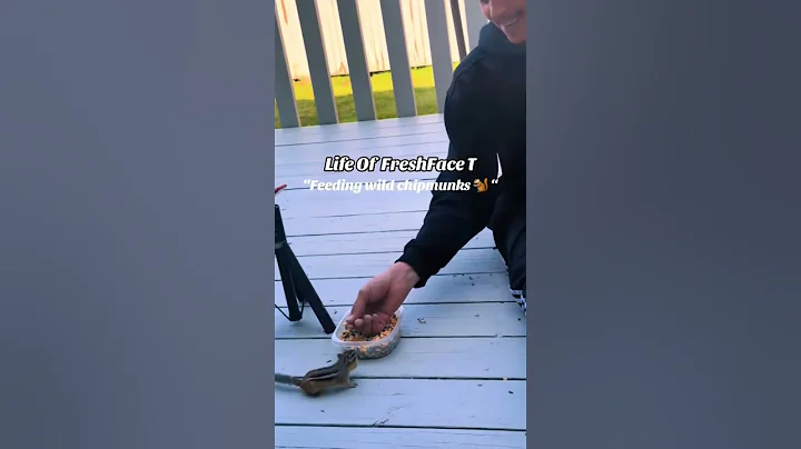 When you love #wildlife ! #nature #chipmunk #viralshorts #shorts #viral #entertainment