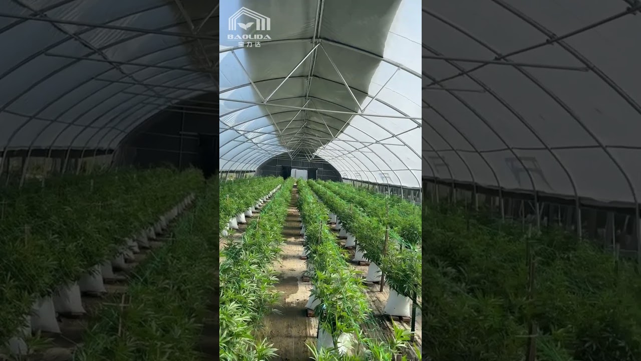 🌿 Master Light Control with Our Light-Deprivation Greenhouses! 🌑