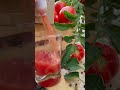 Sezon zbiorów pomidora dobiega końca!! 🍅🍅 #sok