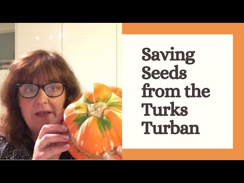 तुर्क टर्बन हेयरलूम भोपळ्यापासून बियाणे कसे वाचवायचे