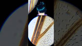 Bee's wing fur (I meant hair) | #neko_madoushi on #Twitch