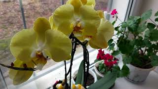 Пересадка орхидеи в домашних условиях.