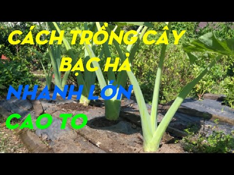 Video: Cây bạc hà - Mẹo chăm sóc cây bạc hà