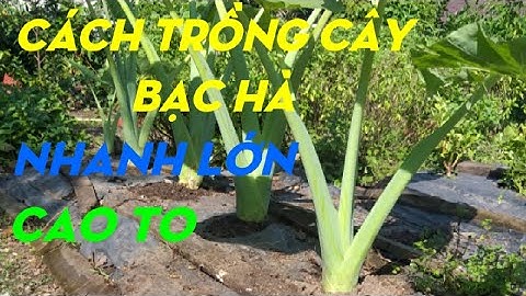 Cách trồng và chăm sóc cây bạc hà / cây dọc mùng