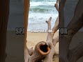 Seashore Survival Tactics