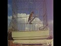 خلوي روعه في الغناء فور بزاااف