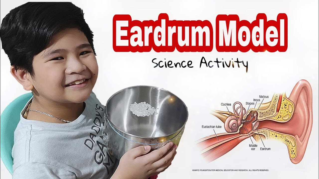 Sounds using model Eardrum ScienceActivity YouTube