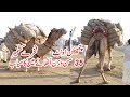 اونٹ نے 35 من وزن اٹھایا   World Record Camel  Weighed 1400 Kg