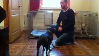 Как приучить собаку к клетке Как приучить собаку к клетке
