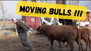 Moving Bulls, Weaning, and Jersey Cow Drama! by Sweet Briar Farm 658 views 4 months ago 9 minutes, 49 seconds