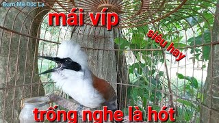 Chim Bồ Chao Mái | Khướu Đầu Bạc Mái Kích Trống Gọi Bổi Cực Xung | Đam Mê Độc Lạ