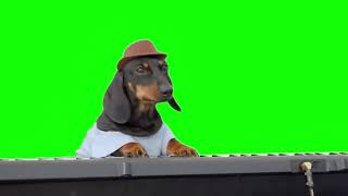 Green Screen Dog Plays Keyboard Meme | Synthesizer Dog