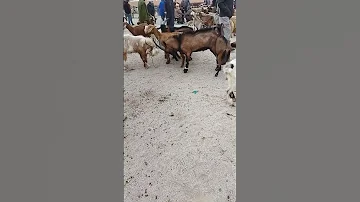 مبارزة بين ذكور الماعز A Duel Between Male Goats الصردي المغرب Sheep Shorts Like Sabscribe 