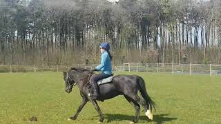 Knight basic flat work video compilation