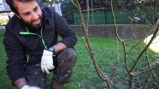 potatura rosa a cespuglio