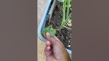 Why I Spray My Brassicas (And You Should Too!)🥬 #short #youtubeshorts #containergardening