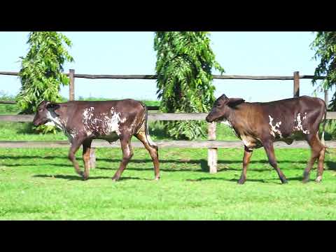 LOTE 38 RC 573 RC 559