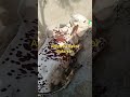 Bel Or Bakriyon Ka Nayab Kisim 2024 Viral Video Bel Or Bakriyon Ka Nayab Kisim 2024 Viral Video