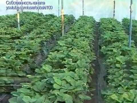 Секреты выращивания клубники #1